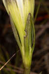 Wiregrass gentian